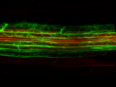 phd biology heidelberg